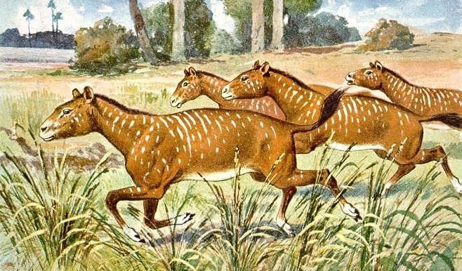 Artist interpretation of a herd of three-toed Mesohippus running through an Eocene prairie with an ancient redwood forest behind them.