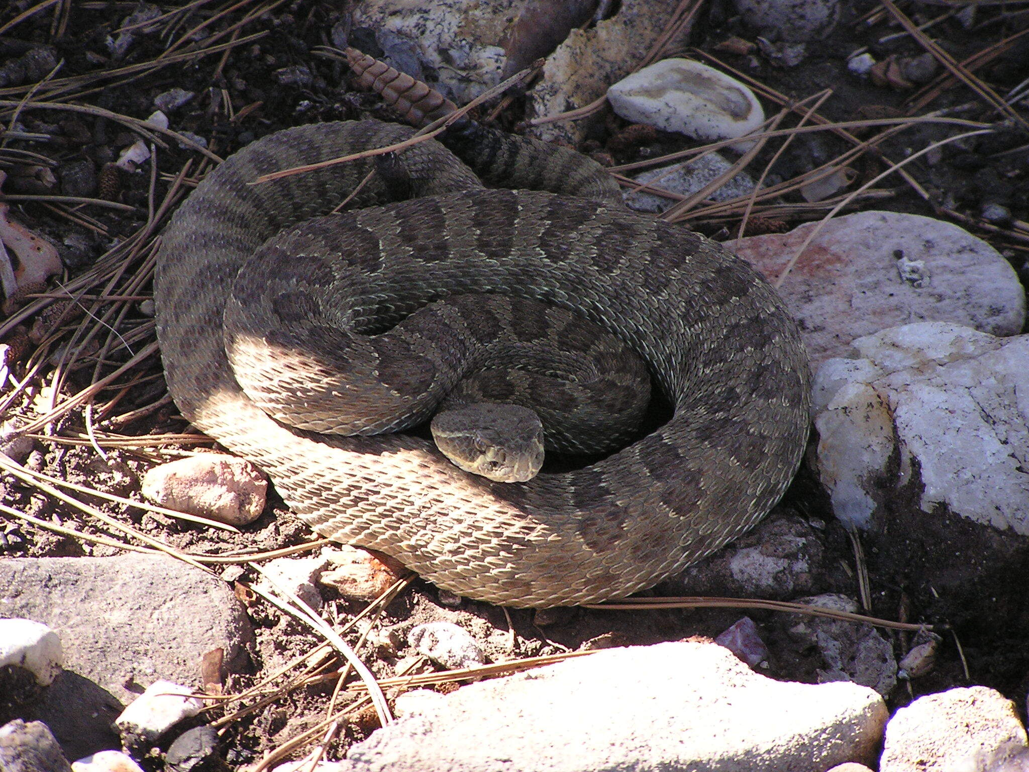 a brown snake with dark patches along its back, a triangular head, and a rattle on the end of its tail