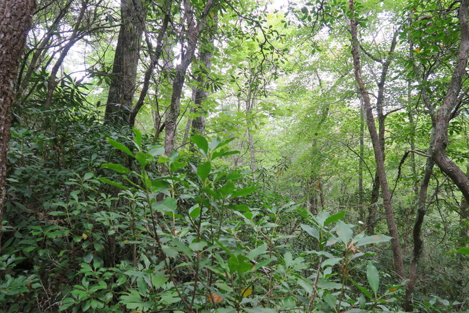 GRSM Accuracy Assessment. Plot Code: GRSM_AA_0804_2