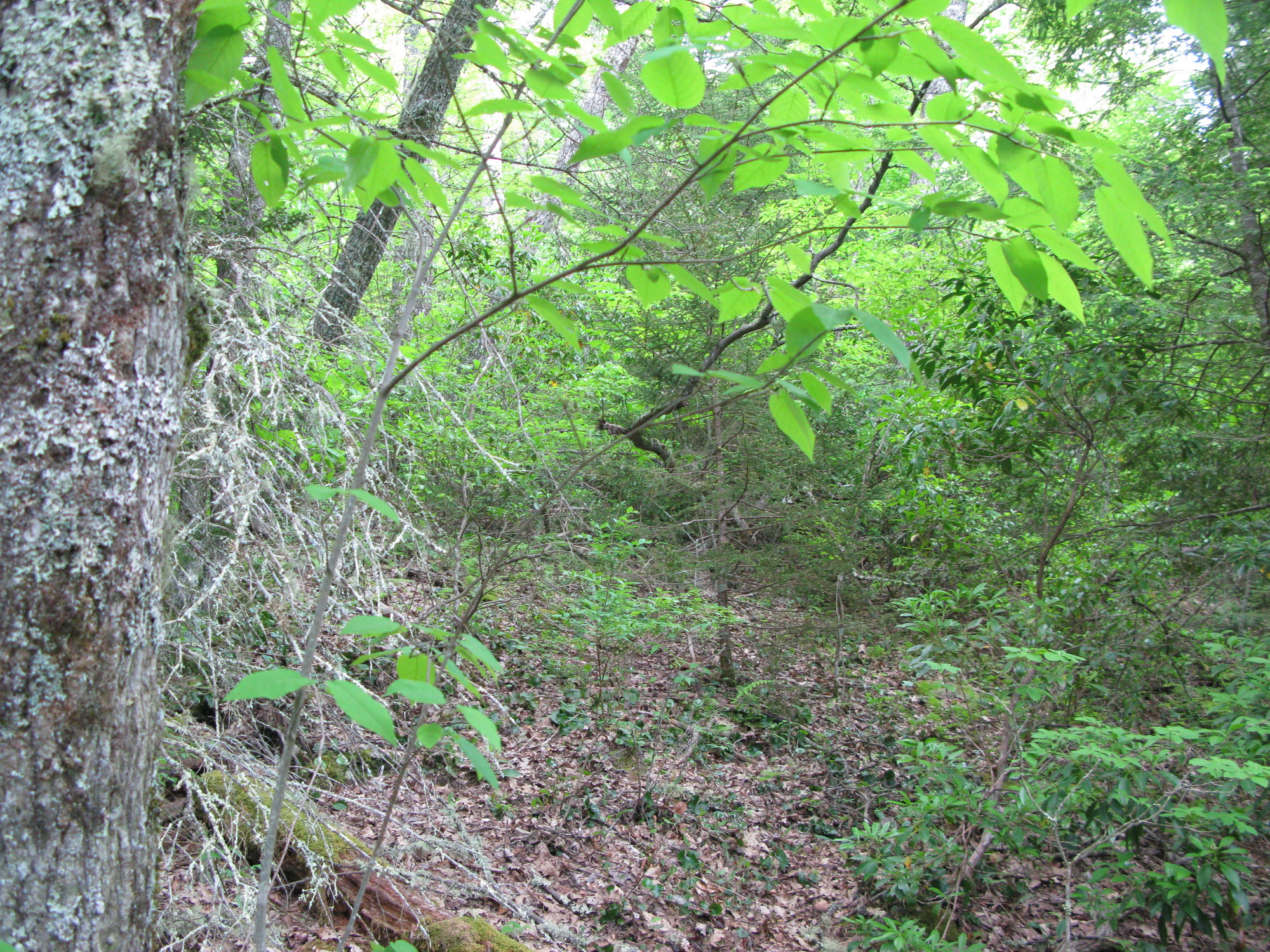 GRSM Accuracy Assessment. Plot Code: GRSM_AA_0816_1