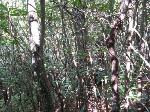 GRSM Accuracy Assessment. Plot Code: GRSM_AA_0192_6