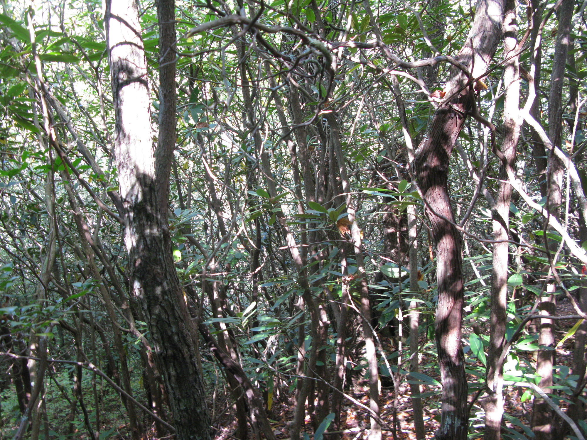 GRSM Accuracy Assessment. Plot Code: GRSM_AA_0192_6