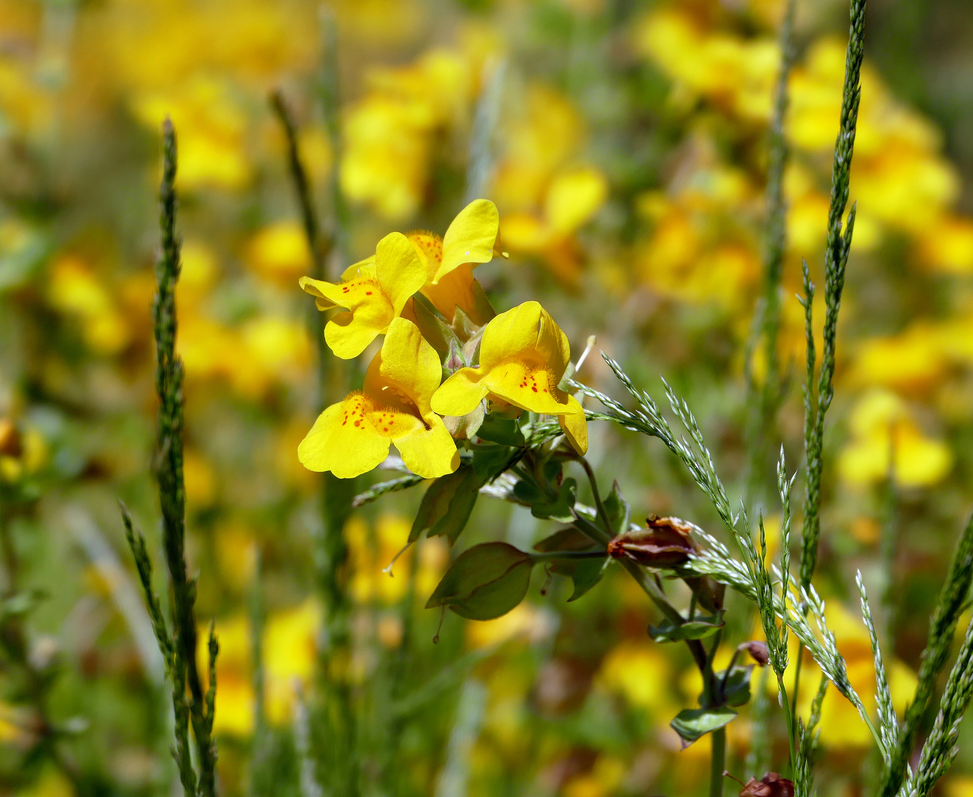Yellow flowers on the end of a stalk