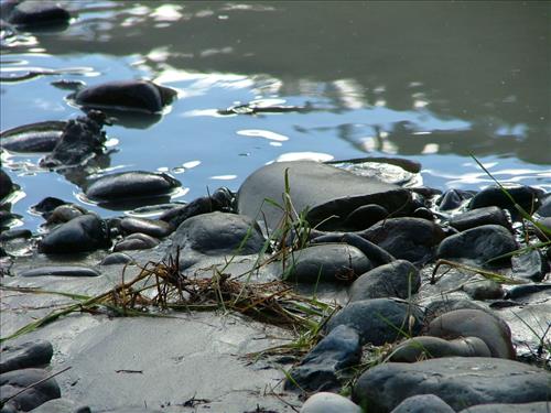 21 Yukon-Charley Rivers National Preserve Peregrine Falcon Survey July 2006