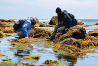Two volunteers sit and crouch on the algae-covered rocks as they examine the tidepools, searching for hidden sea life. Behind them is the clear blue sky, the ocean waves, and more rocks jutting out of the water. 