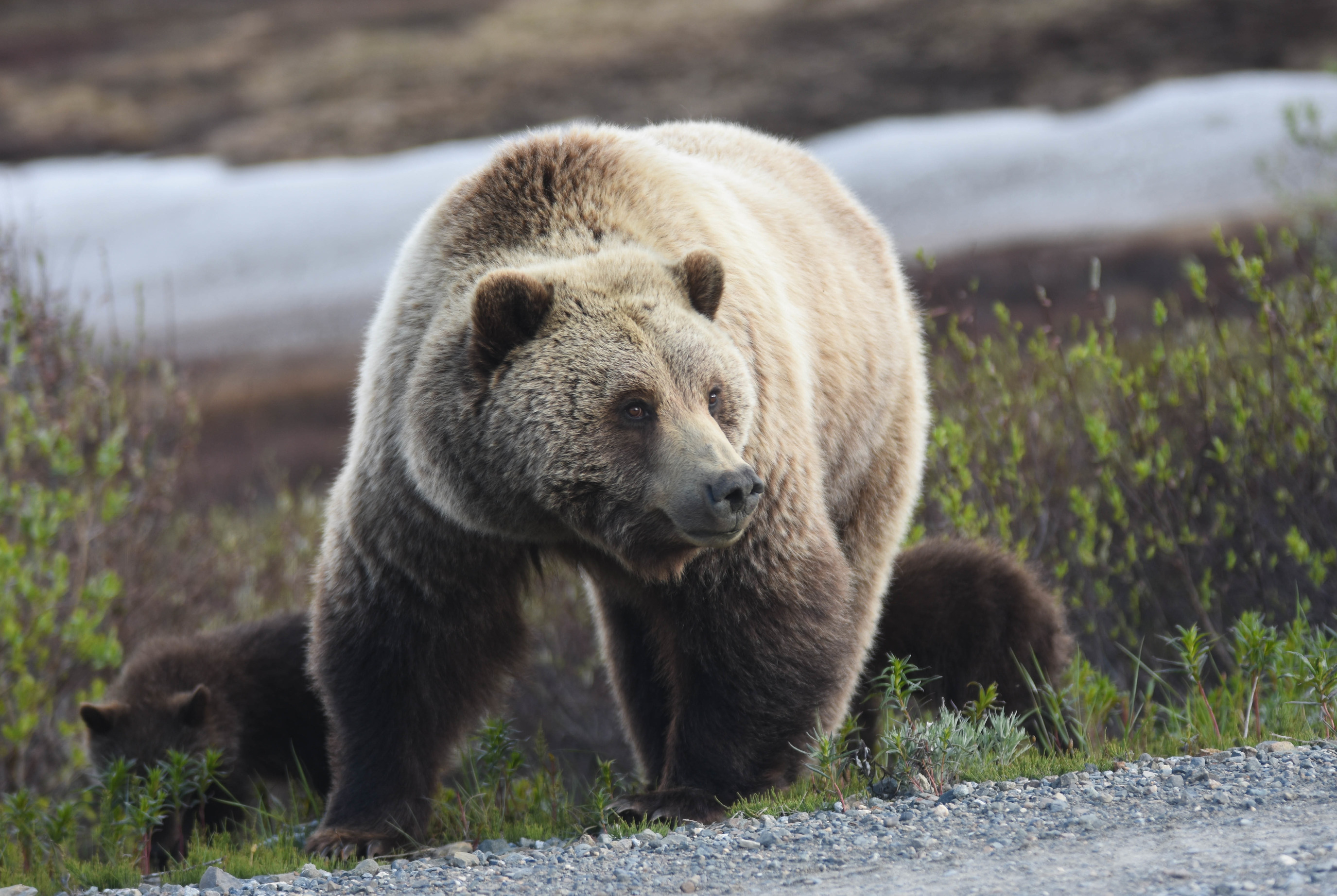 A grizzly and her two young cubs