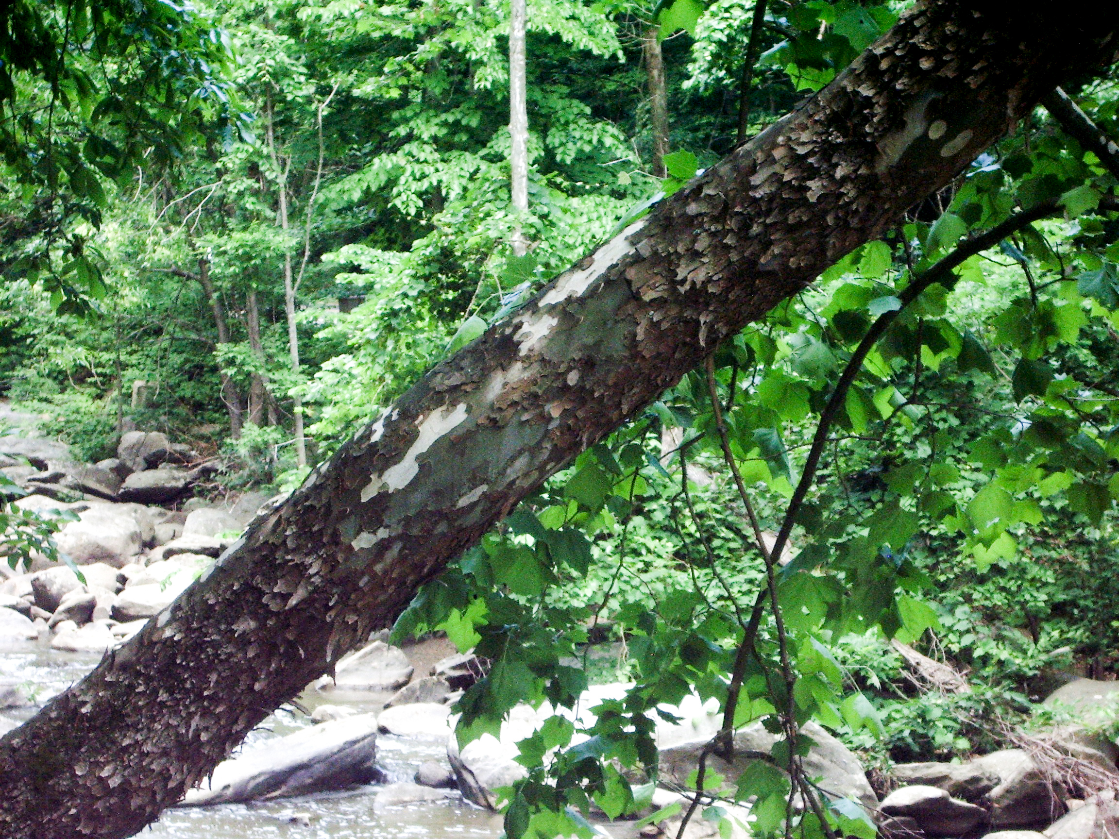 Sycamore leaning over water