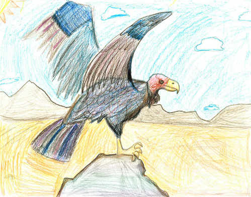 Color pencil drawing of an extinct vulture