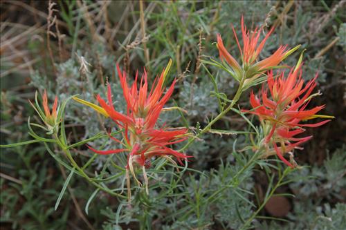 Canyon de Chelly National Monument -- Vegetation