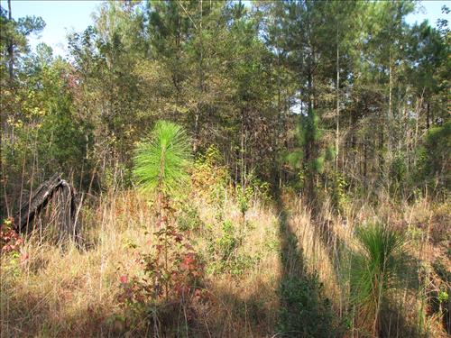Restoration of Longleaf Pine at Congaree National Park.