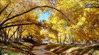Fremont cottonwoods over Sulphur Creek, Capitol Reef National Park, 2013.. 