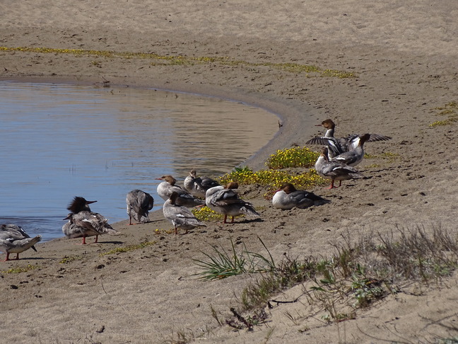 Twelve seaducks with rusty-colored heads, gray backs, and white breasts stand or lie among small yellow flowers on a sandy beach with water stretching to the left.