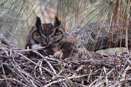 Large owl with feather tuft "horns" looks out over the edge of a large stick nest in a pine tree.