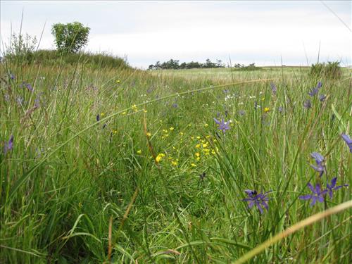 Prairie Restoration, Part 2