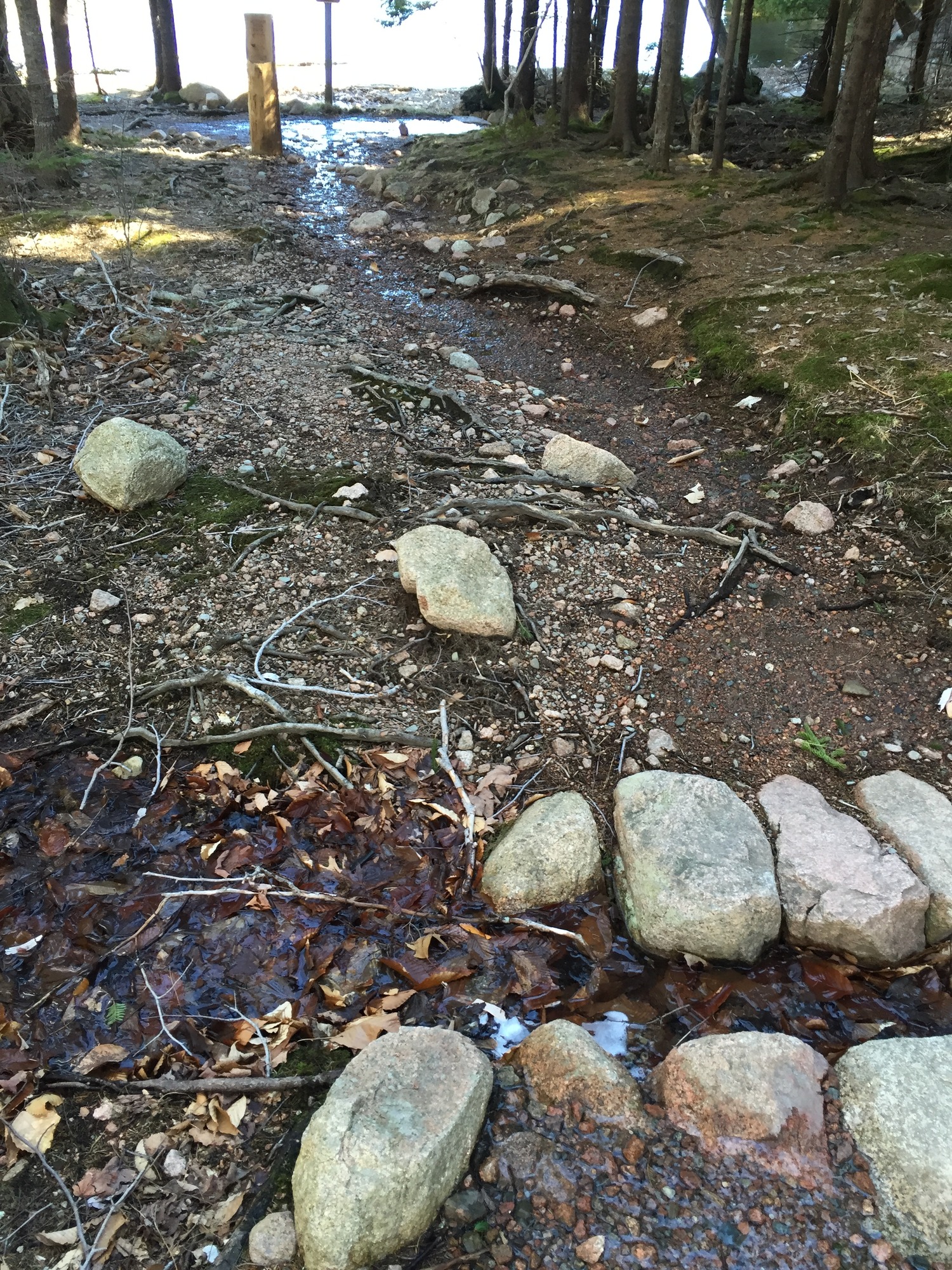 Eroded, wet and rooty area on the Deer Brook Trail. 