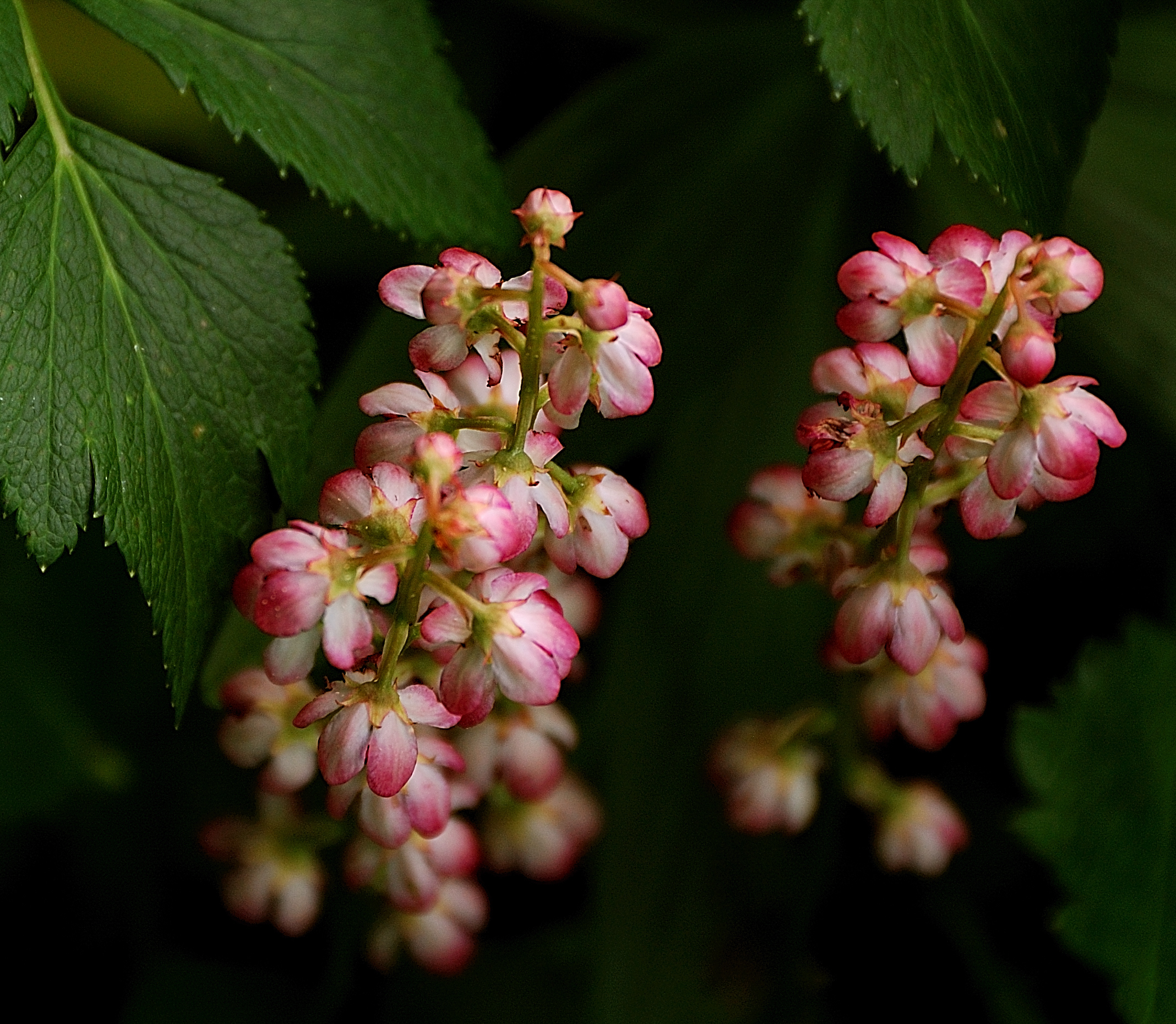 Two stalks with blooming pink and white flowers stand between dark green leaves.