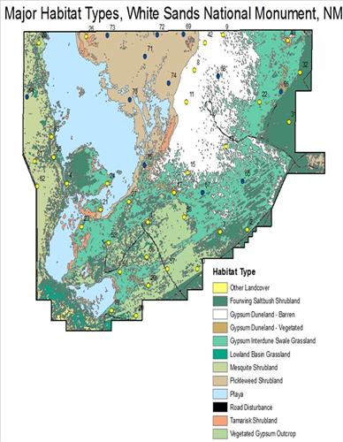 Kit Fox and Pedestals