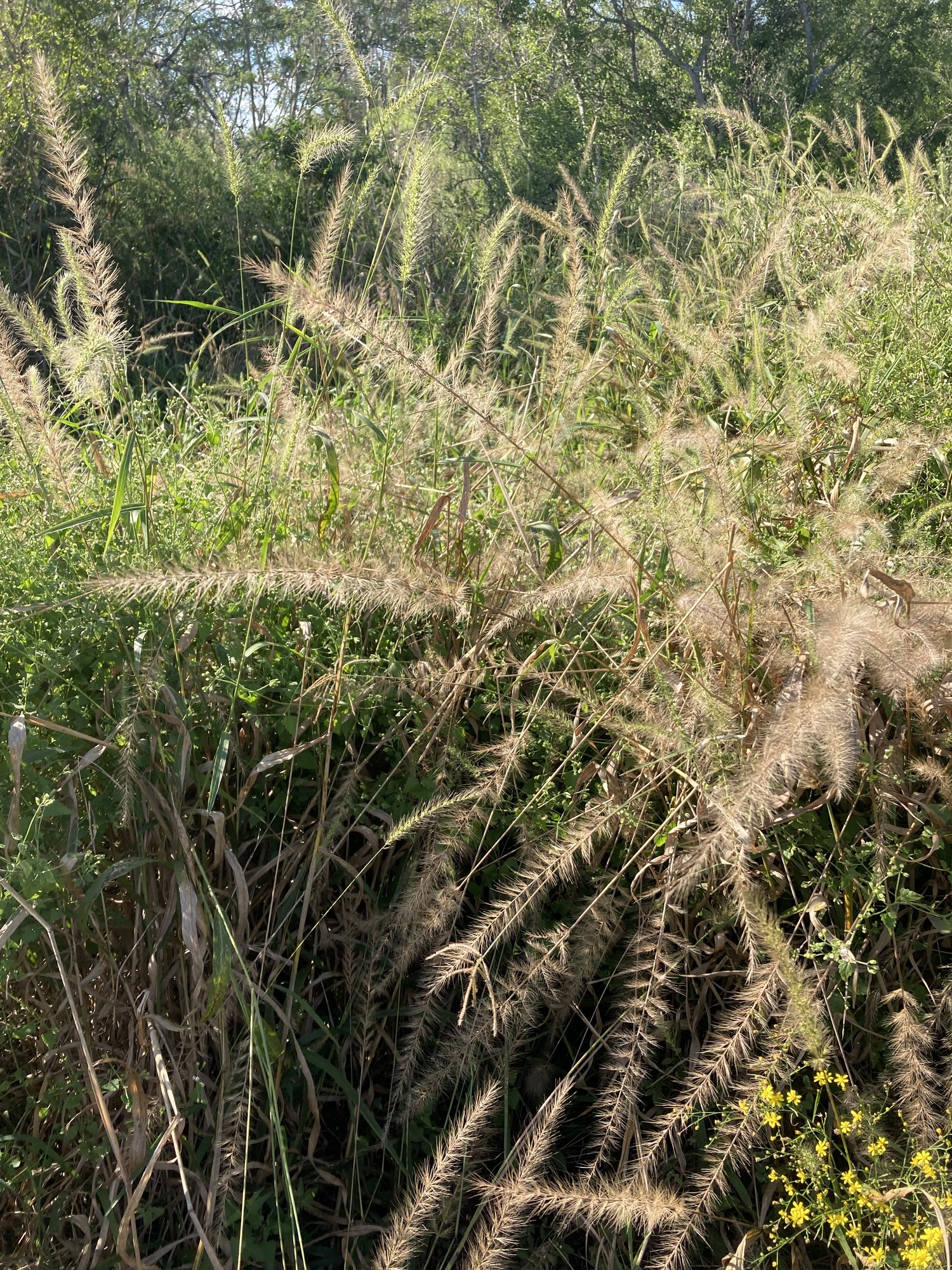 tall grasses in a field ​
