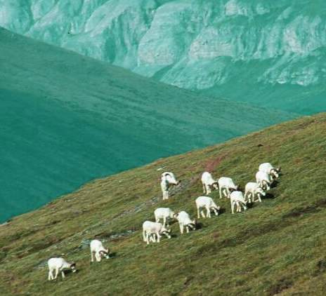 1 Dalls Sheep in Alaska