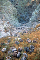 Torrey Pine Cones