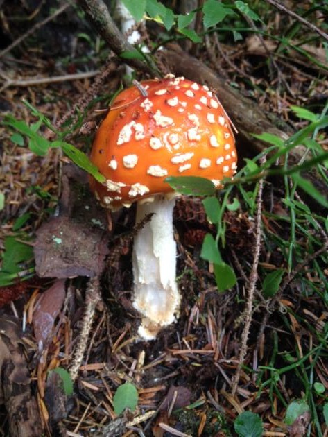 Mushroom with a white stem and a red cap with white spots
