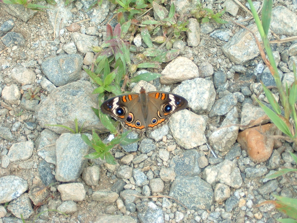 Common Buckeye (Junonia coenia)