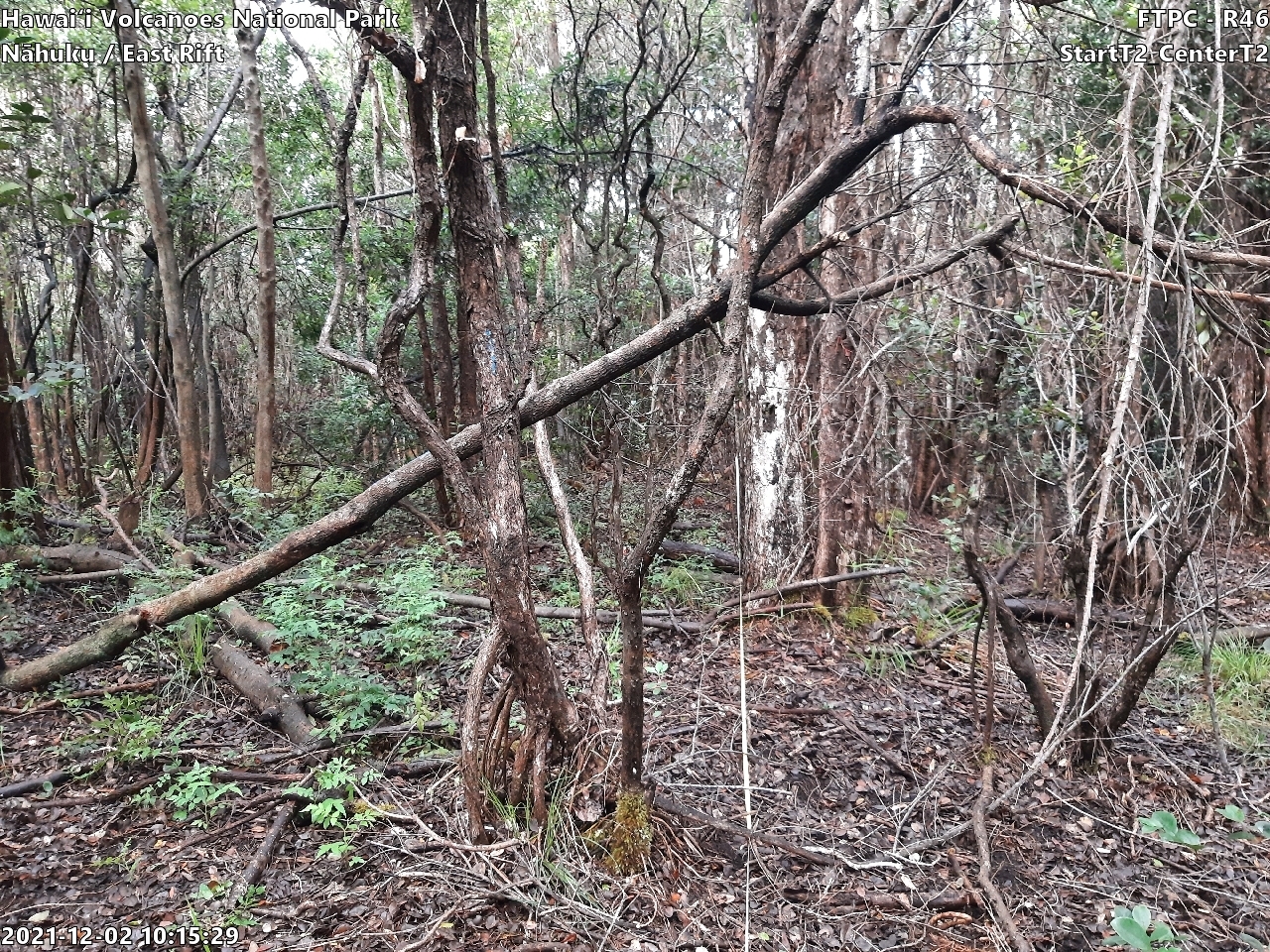Eye-level view of plant community at monitoring site