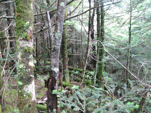 GRSM Accuracy Assessment. Plot Code: GRSM_AA_0566_4