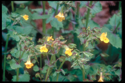 J58G5_SCI_common_monkey_flower