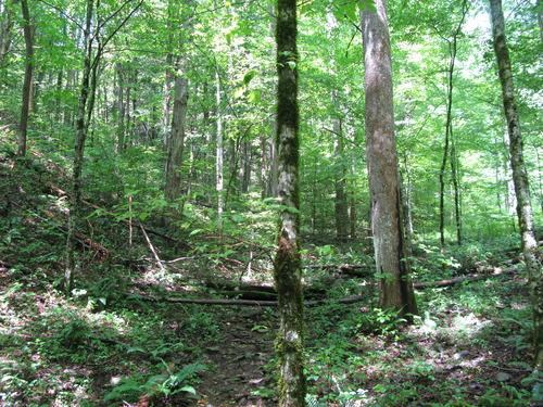 GRSM Accuracy Assessment. Plot Code: GRSM_AA_0748_2