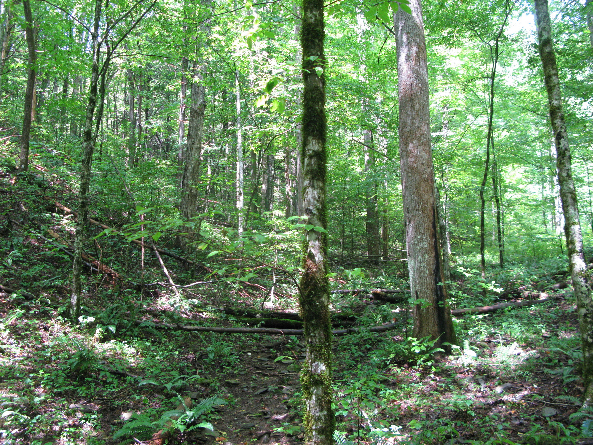 GRSM Accuracy Assessment. Plot Code: GRSM_AA_0748_2