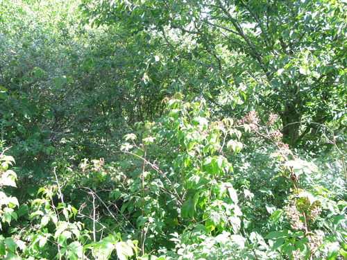 GRSM Accuracy Assessment. Plot Code: GRSM_AA_0343_4