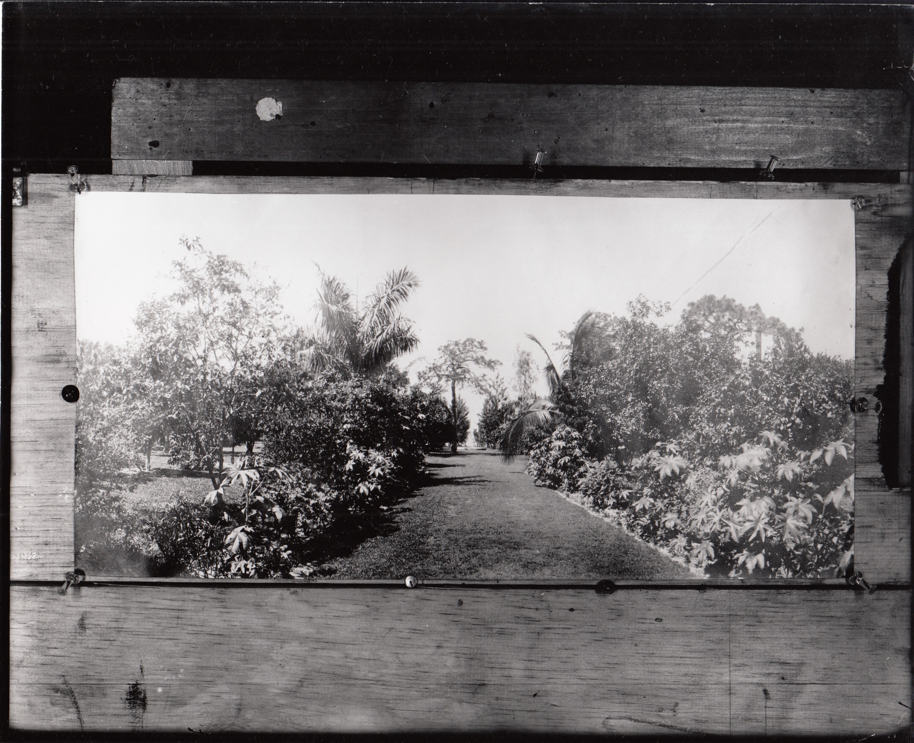 Grounds of Thomas Edison's winter home, Fort Myers, Florida.