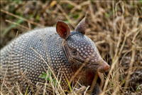 Nine-banded armadillo (Dasypus novemcinctus), Cumberland Island National Seashore, 2015.. This medium-sized mammal is found in North, Central and South America, making it the most widespread of the armadillos. Like its ancestors, the nine-banded armadillo is still most commonly found in warm, rainy environments. However, this solitary, nocturnal animal is adaptable and can be found in many habitats, including scrublands, prairies and tropical rainforests. The only areas it doesn't thrive in are very cold or dry environments because its lack of fat insulation makes it quite susceptible to heat and water loss. This animal possesses and interesting and surprising ability to jump 3-4 feet straight into the air if frightened!