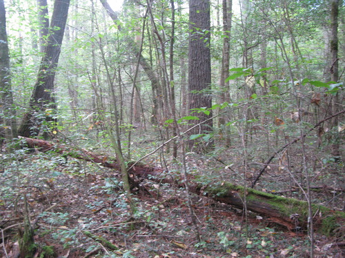 GRSM Accuracy Assessment. Plot Code: GRSM_AA_0481_5