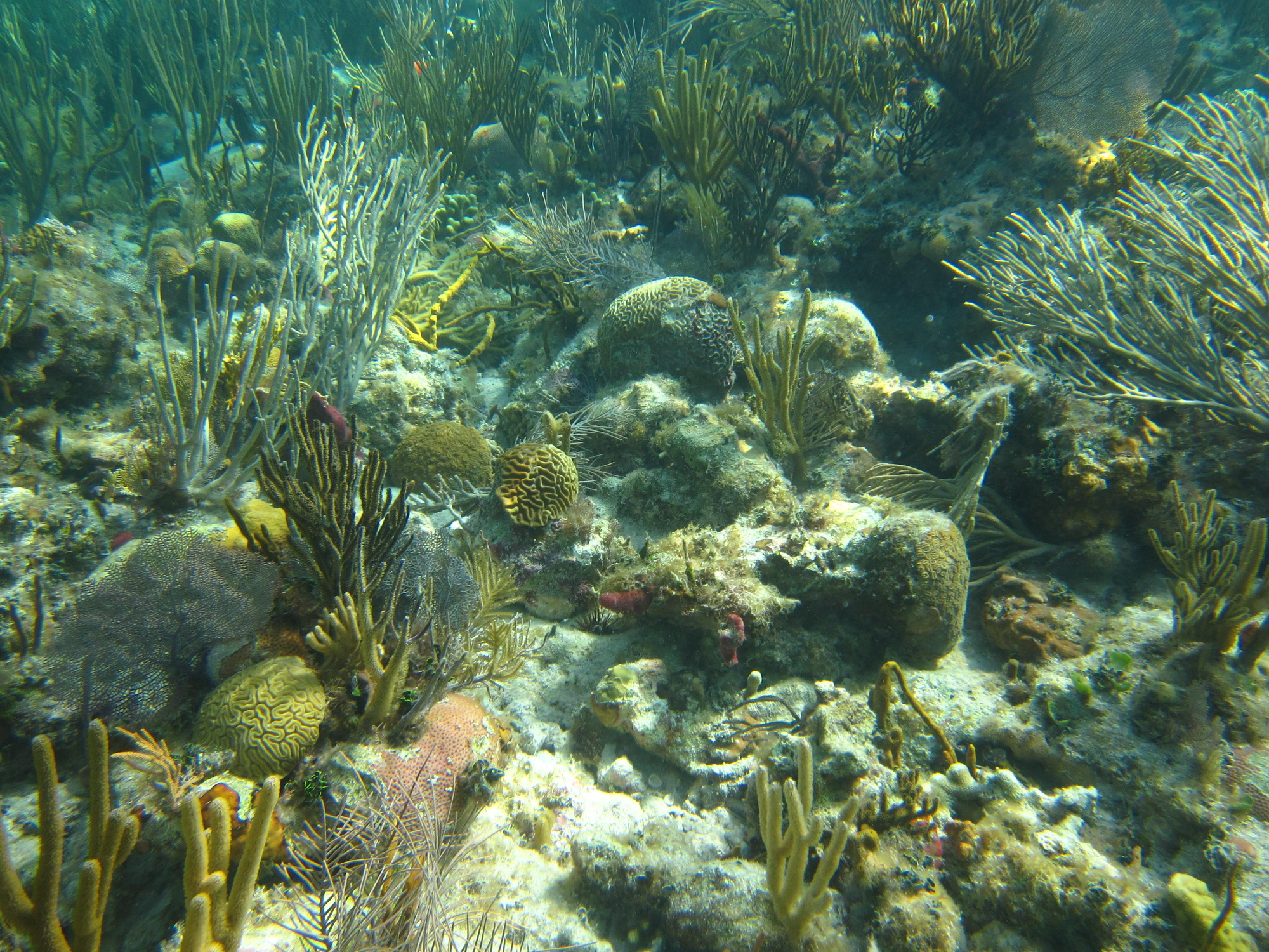 A coral reef with several small stony corals
