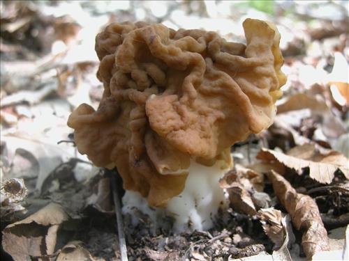 Protecting Resources: Sustaining Wild Mushrooms in Four NCR Parks - Photos from University of Arkansas led study