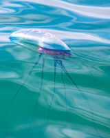 A blue and purple air-filled structure resembling a balloon floats at the gentle surface of the ocean. Many bluish-purple tentacles descend below.