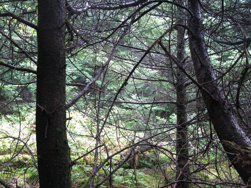 GRSM Accuracy Assessment. Plot Code: GRSM_AA_0242_3