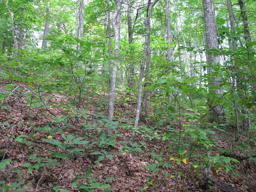 GRSM Accuracy Assessment. Plot Code: GRSM_AA_0230_6