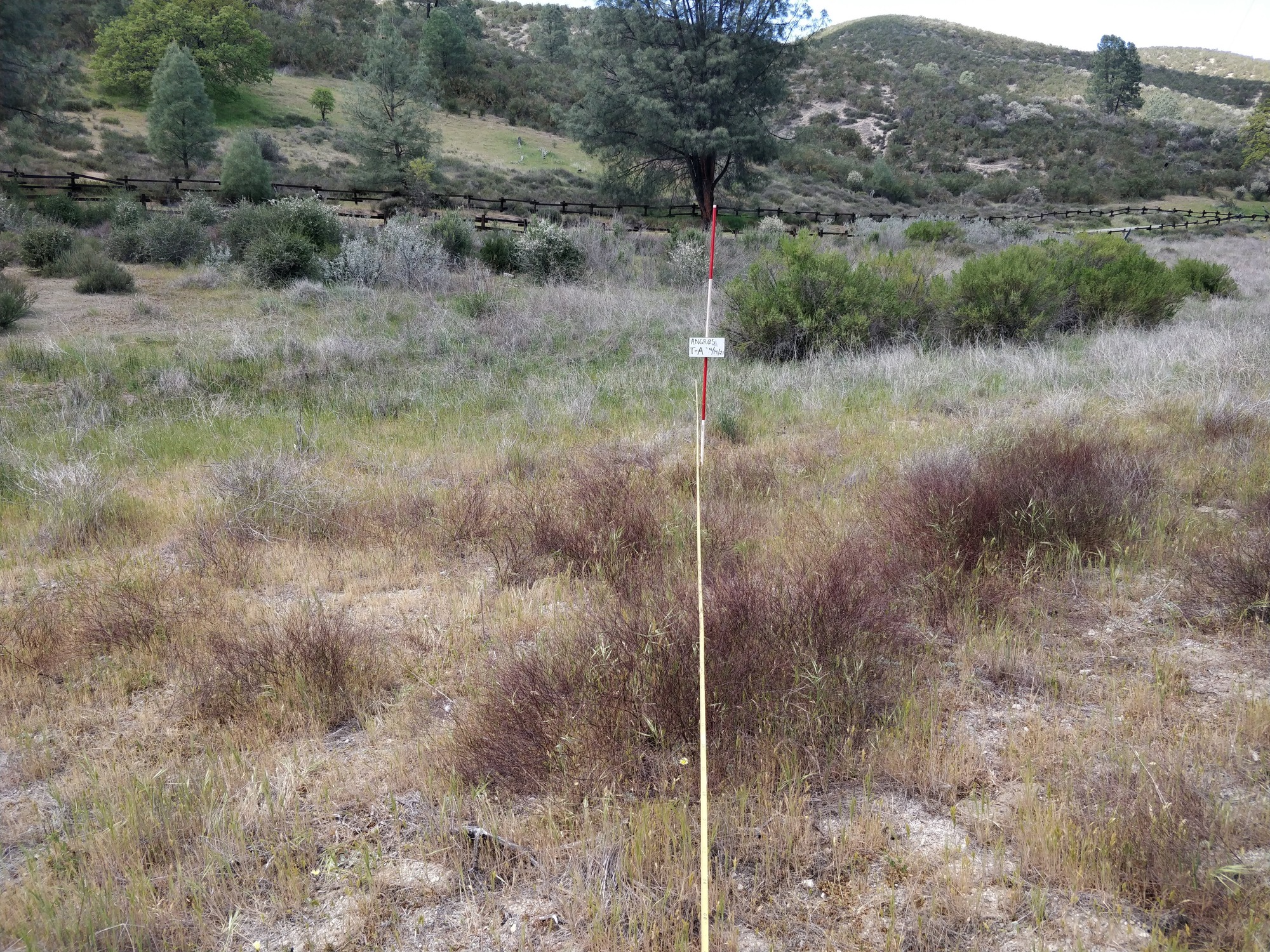 Eye-level view from the center point of a plant community monitoring plot