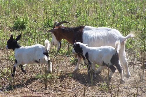 Junior Ranger, Goats and Gobblers, Children With Goats