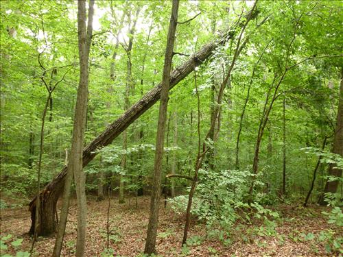 Remove Hazard Trees in OaCC-1 & CC-4, CC-2 & CC-5, Entrance Districts at Prince William Forest Park, Wind Storm 2012