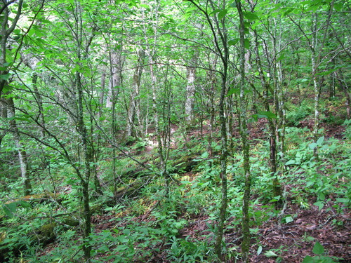 GRSM Accuracy Assessment. Plot Code: GRSM_AA_0120_5