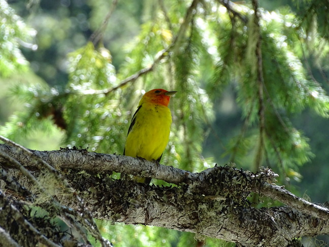 A yellow bird with an orange head perches on a tree branch.