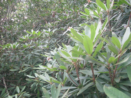 GRSM Accuracy Assessment. Plot Code: GRSM_AA_0759_3