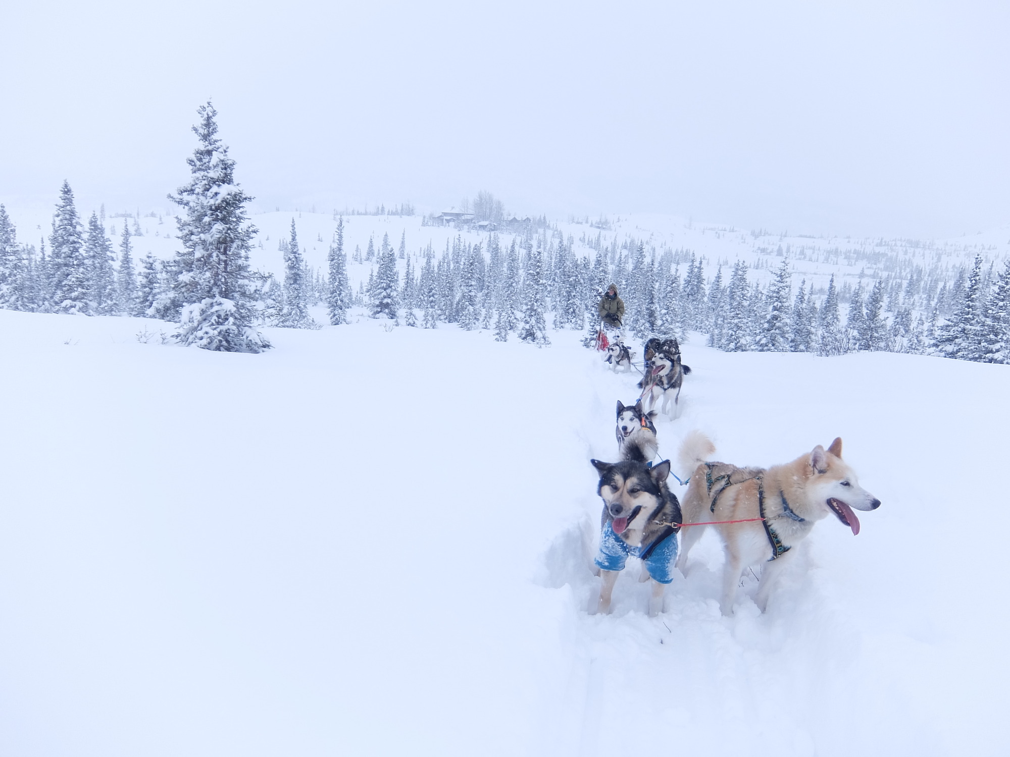 dog team in a snowy forest