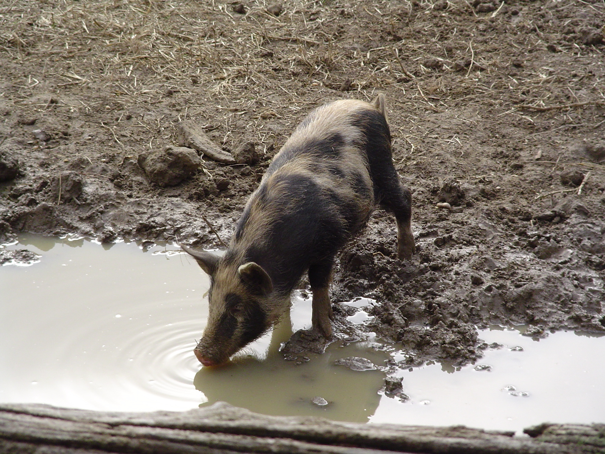 Small ossabaw hog, tan from mud with black spots, drinking water