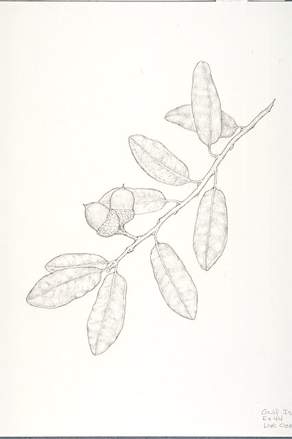 enlargement detail of branch, leaves, and acorns of a Live oak tree