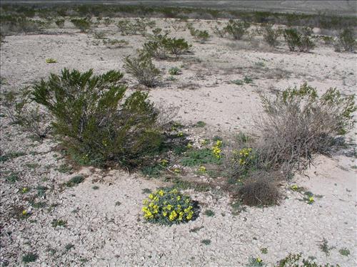 Lesquerella fendleri. Big Bend National Park, Dog Flat. February 2005
